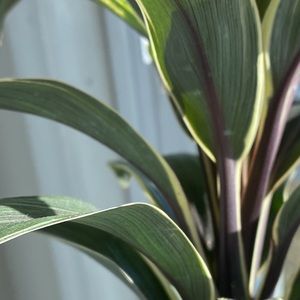 Meet your Posher, Isabella